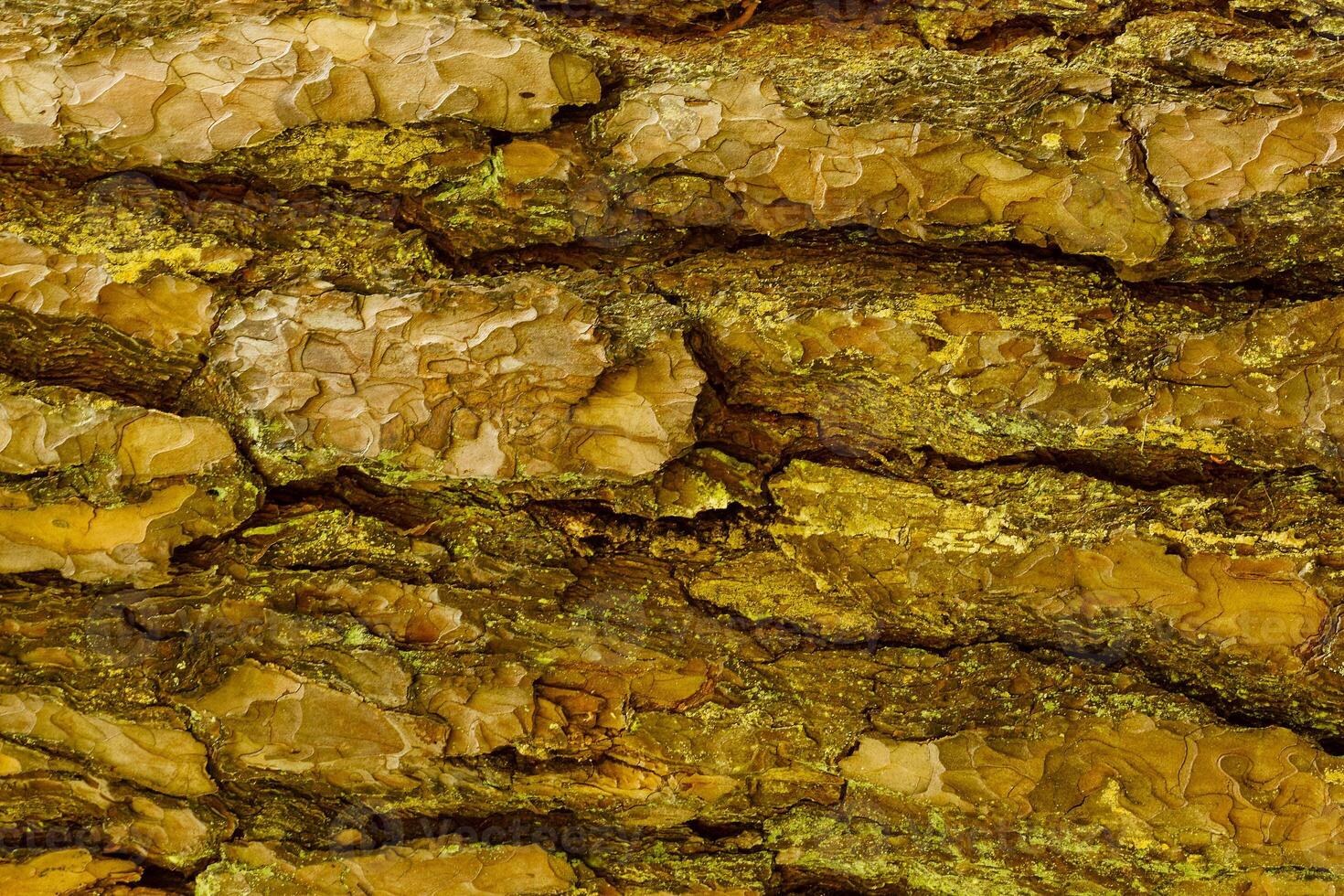 Bark of Pine Tree photo