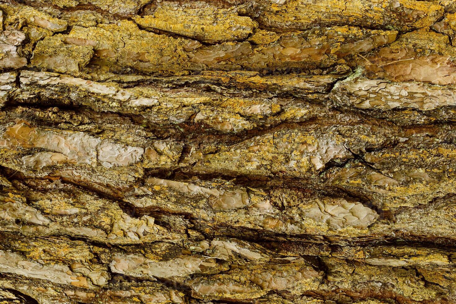 Bark of Pine Tree photo