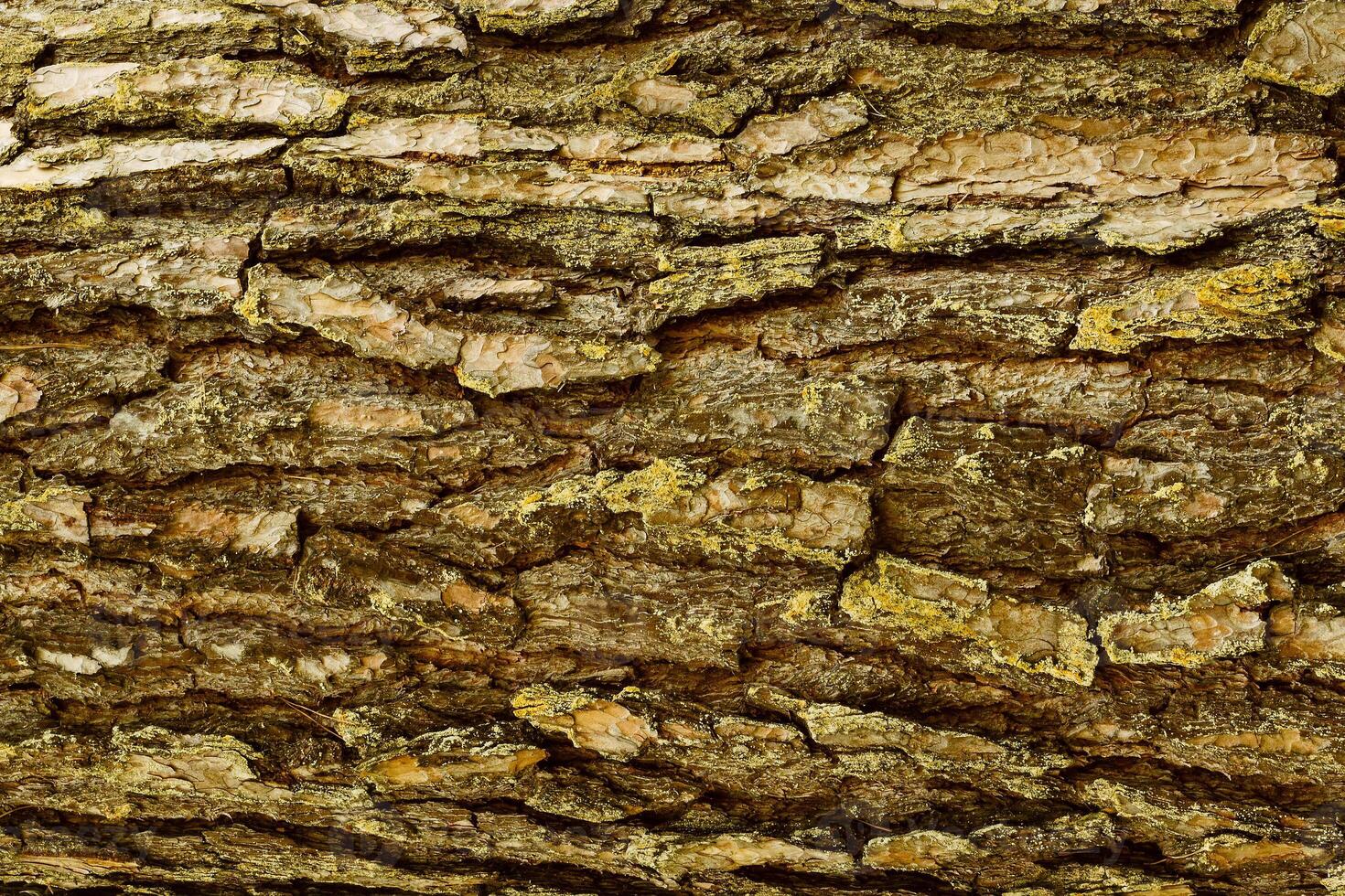 Bark of Pine Tree photo