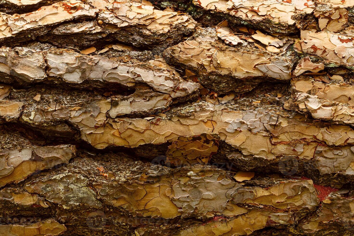 Bark of Pine Tree photo