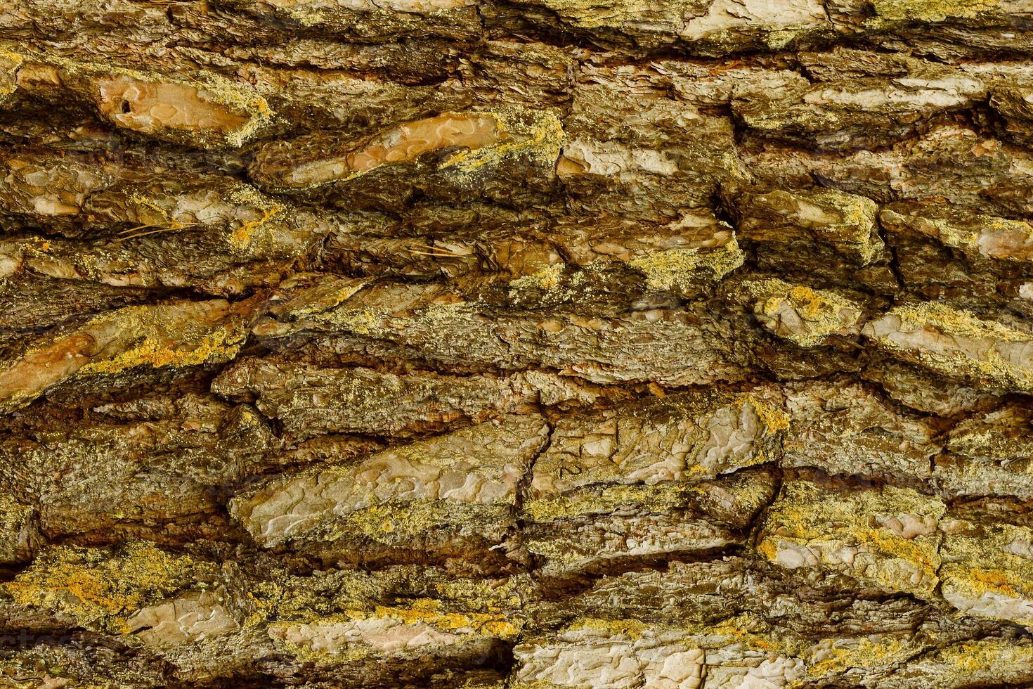 Bark of Pine Tree photo