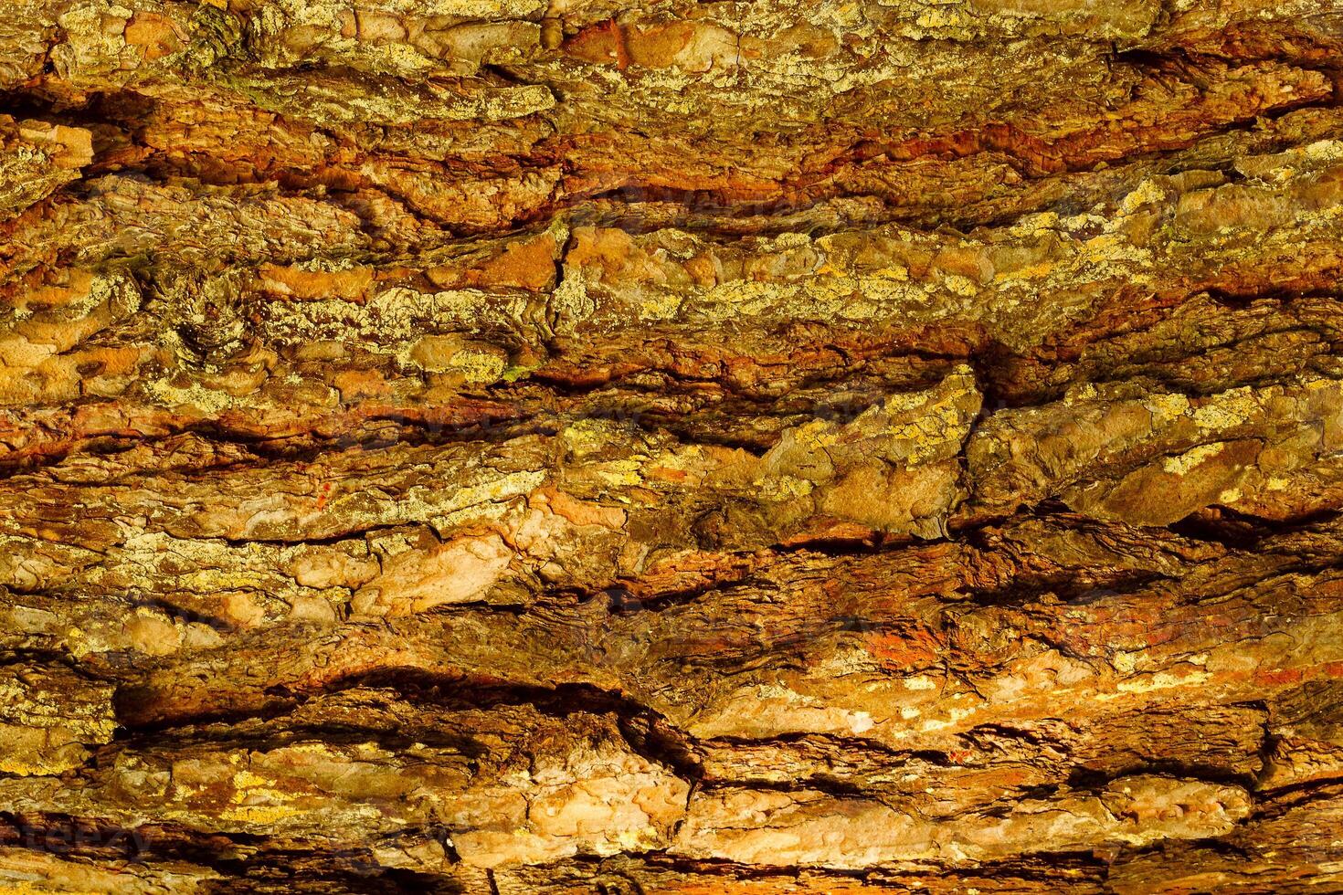 Bark of Pine Tree photo