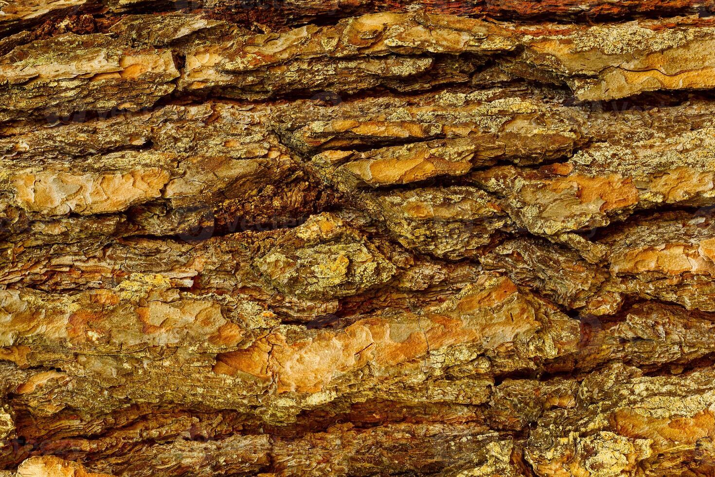 Bark of Pine Tree photo