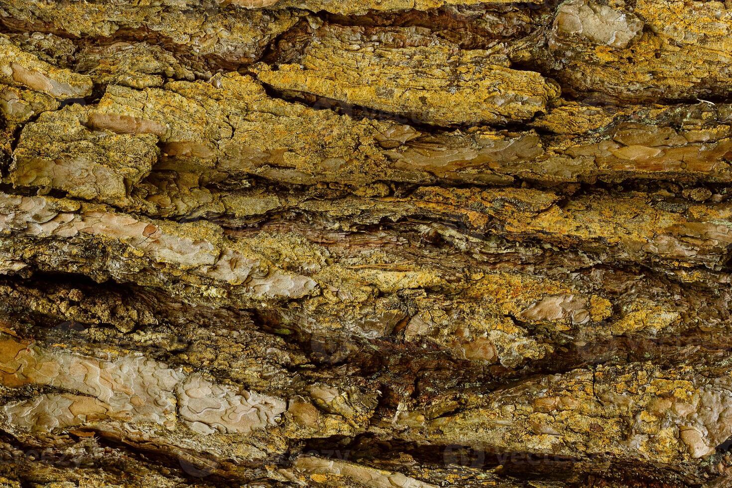 Bark of Pine Tree photo