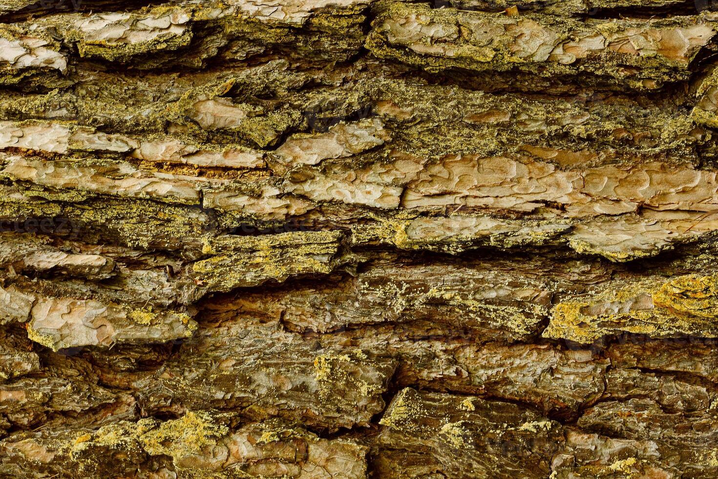 Bark of Pine Tree photo