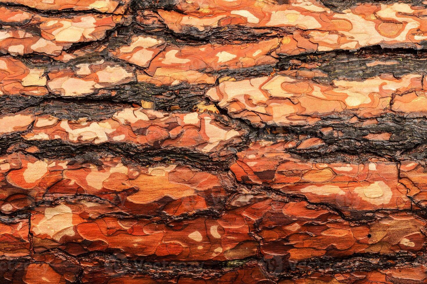the bark of pine tree photo