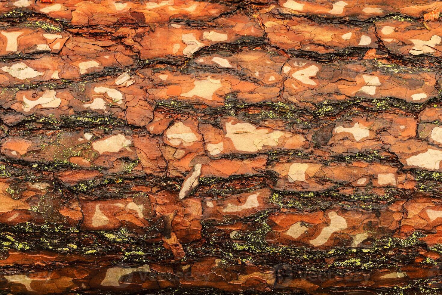the bark of pine tree photo