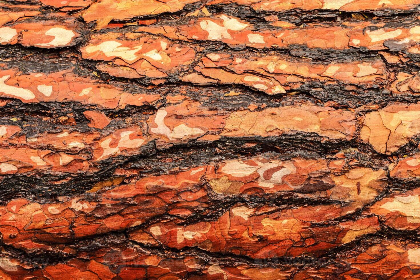 the bark of pine tree photo