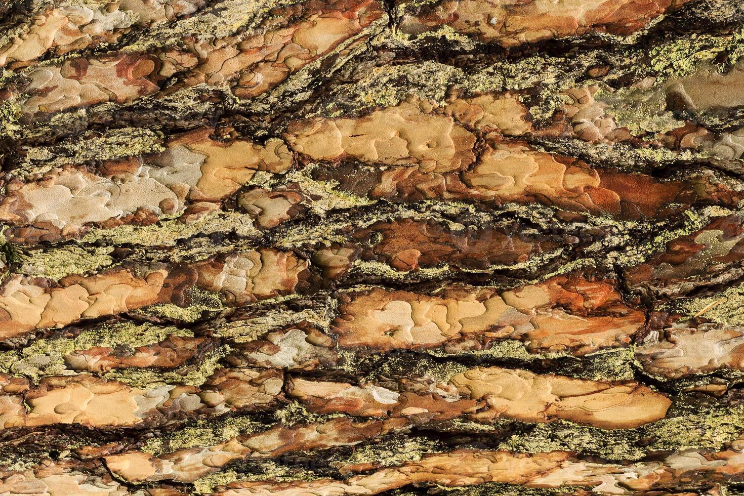 the bark of pine tree photo