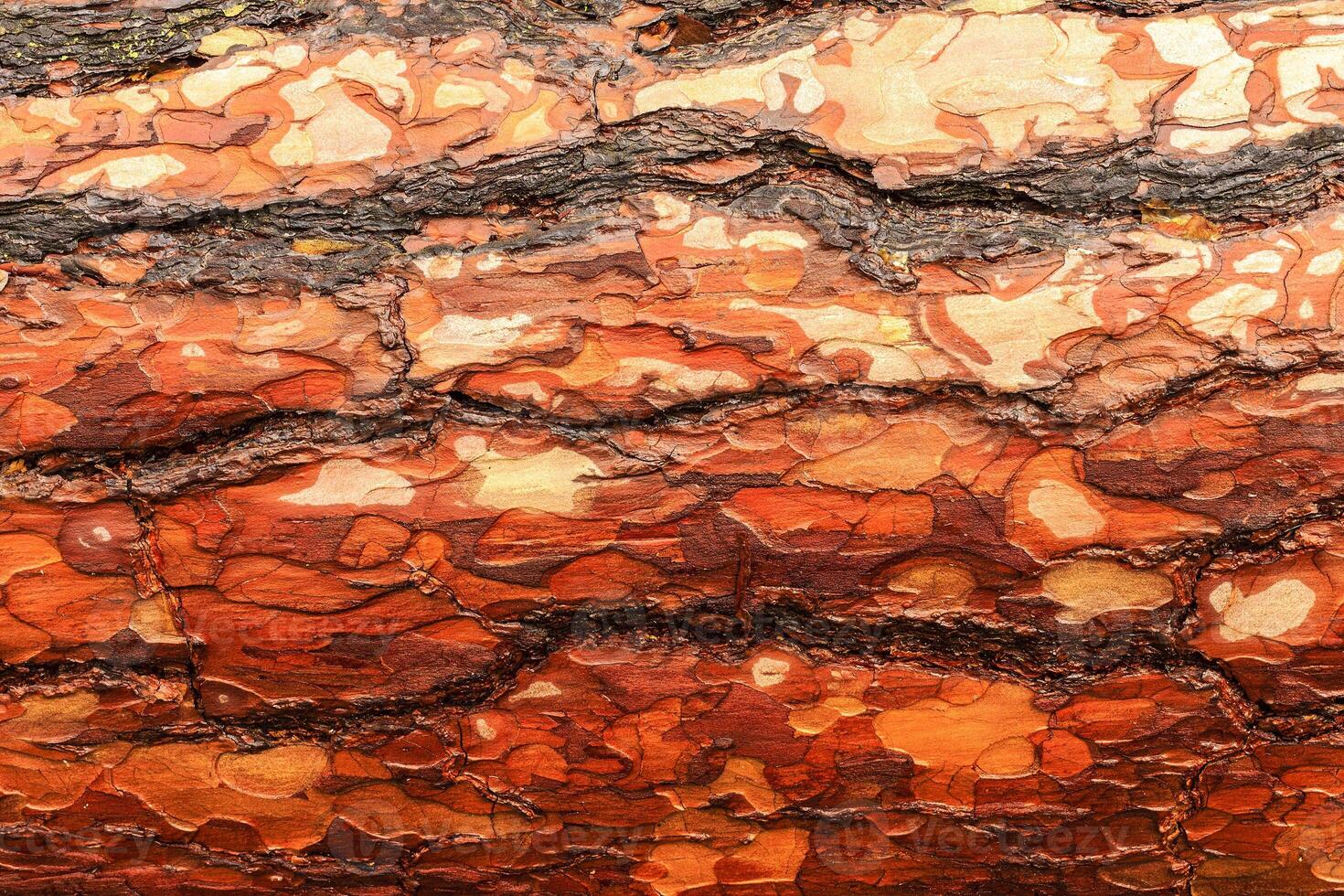 the bark of pine tree photo
