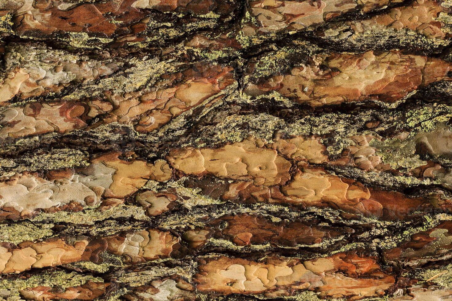 the bark of pine tree photo