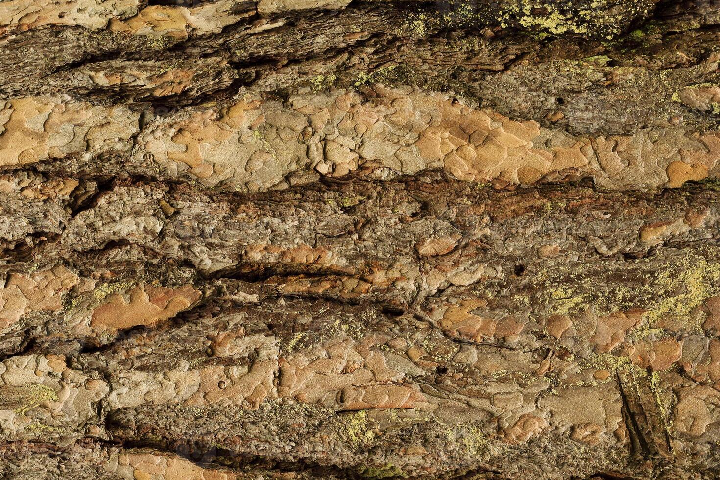 the bark of pine tree photo