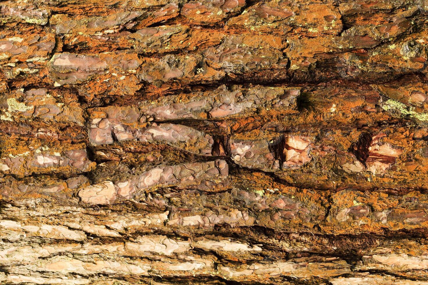 the bark of pine tree photo