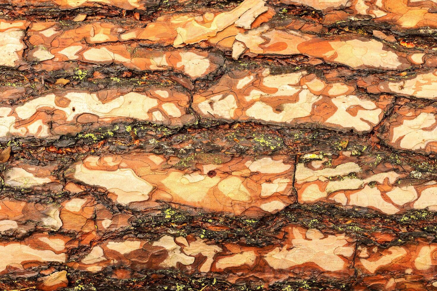 the bark of pine tree photo