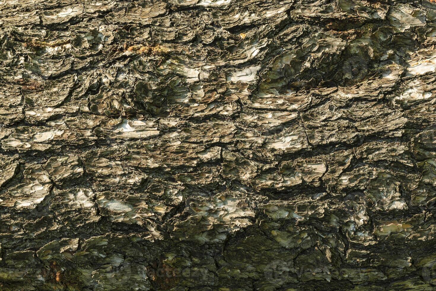 the bark of pine tree texture photo