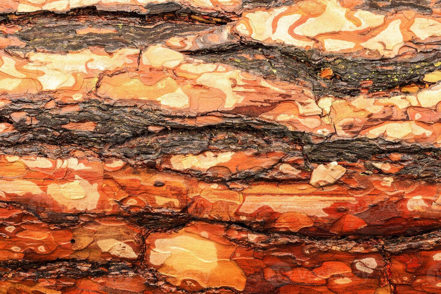 the bark of pine tree photo