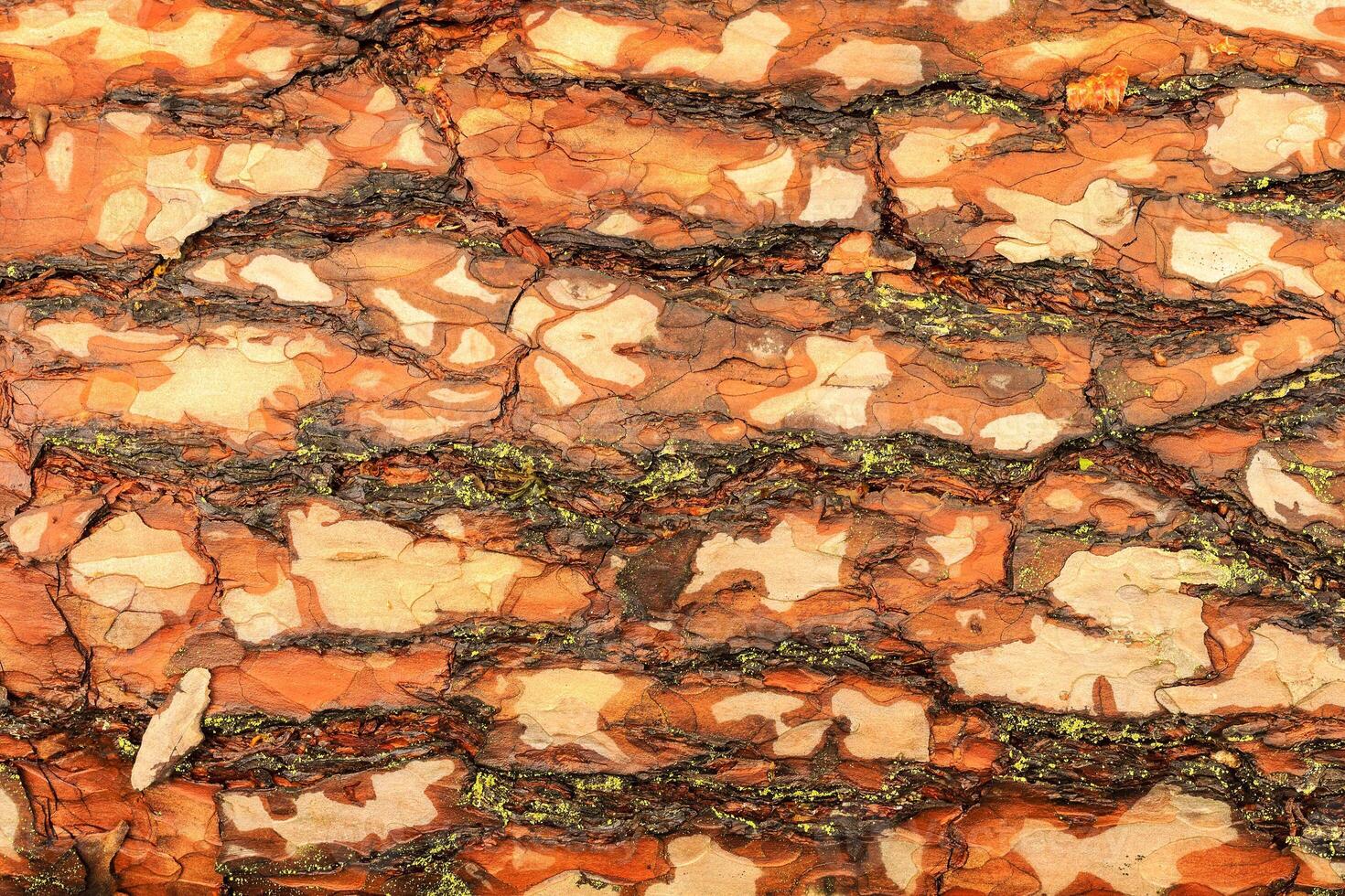 the bark of pine tree photo
