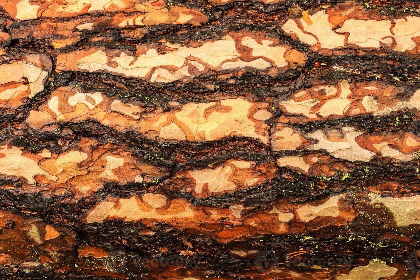 the bark of pine tree photo