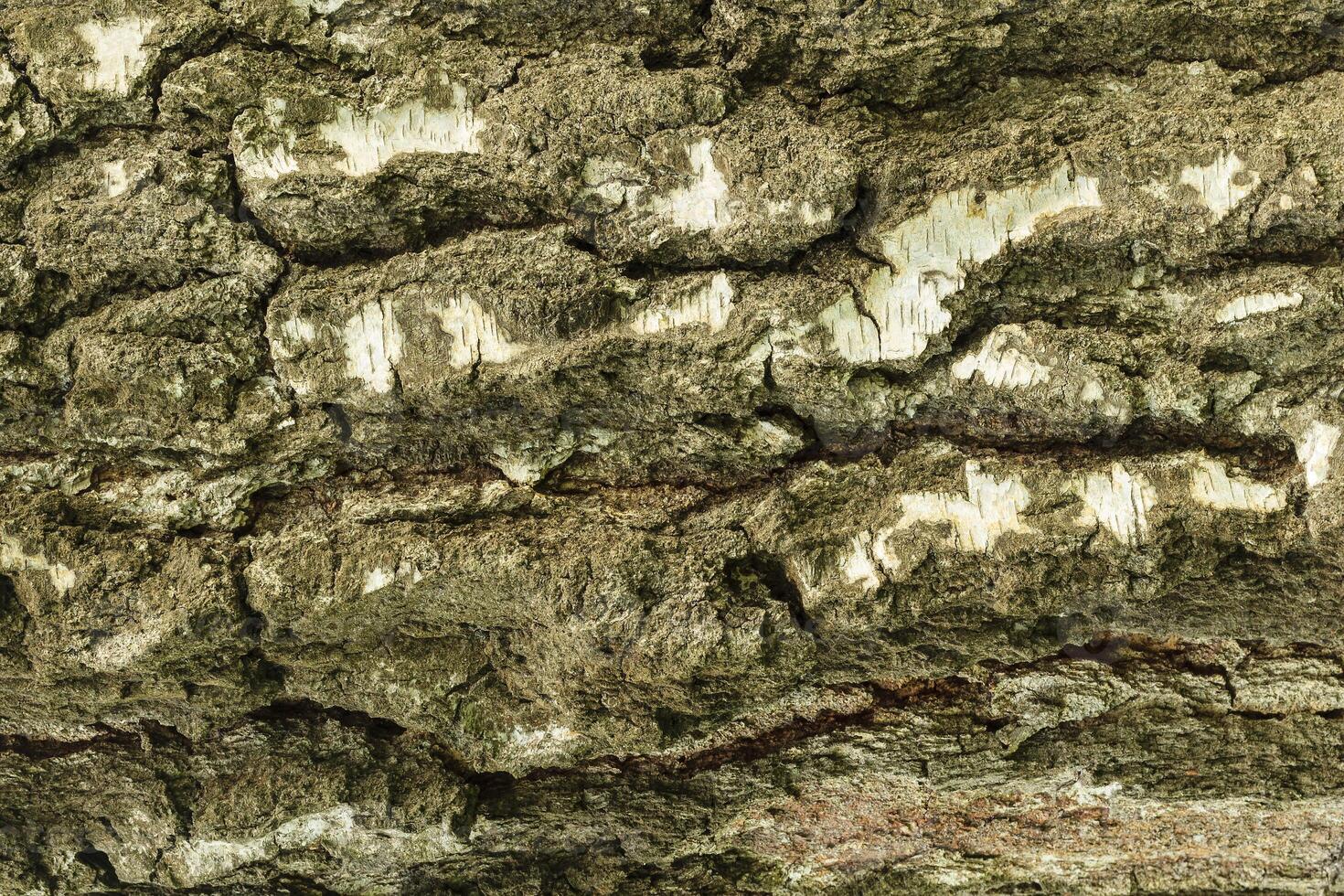 the bark of birch tree texture photo