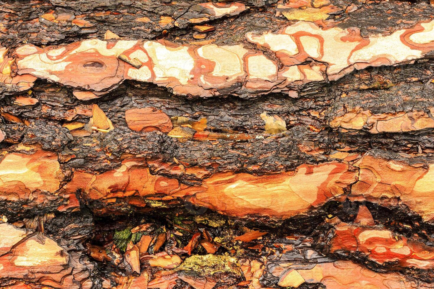 the bark of pine tree photo