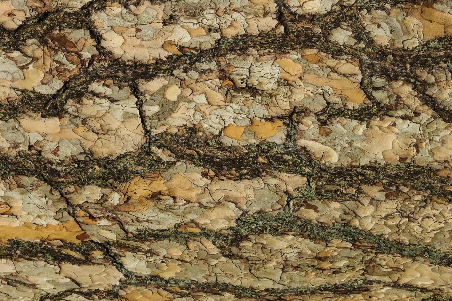 the bark of pine tree texture photo