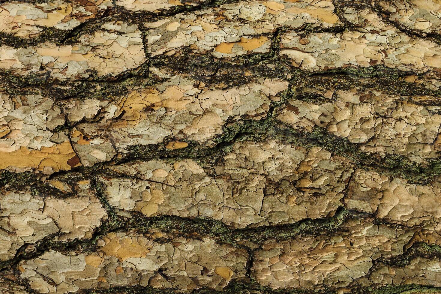 the bark of pine tree texture photo