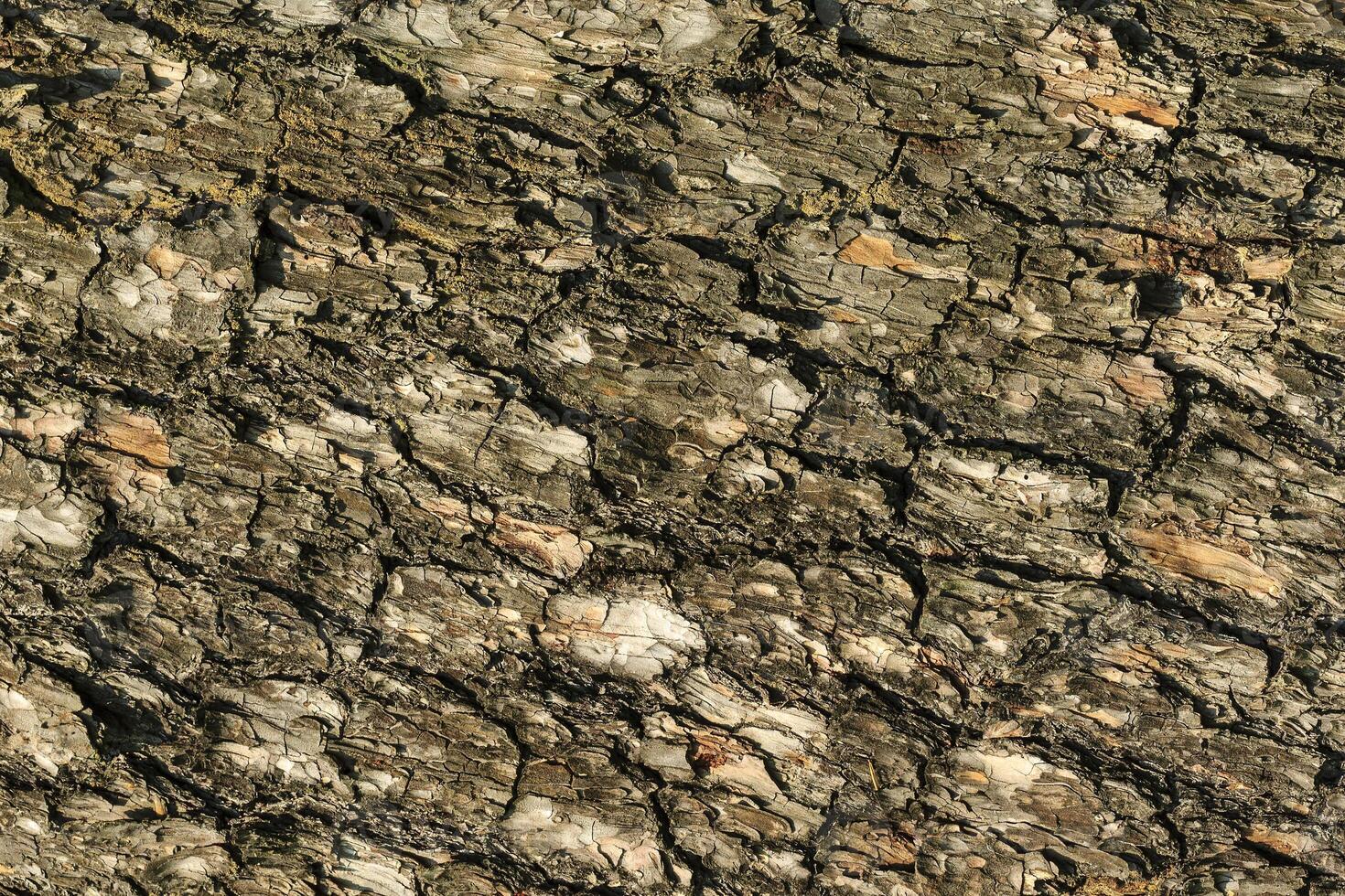 the bark of pine tree texture photo