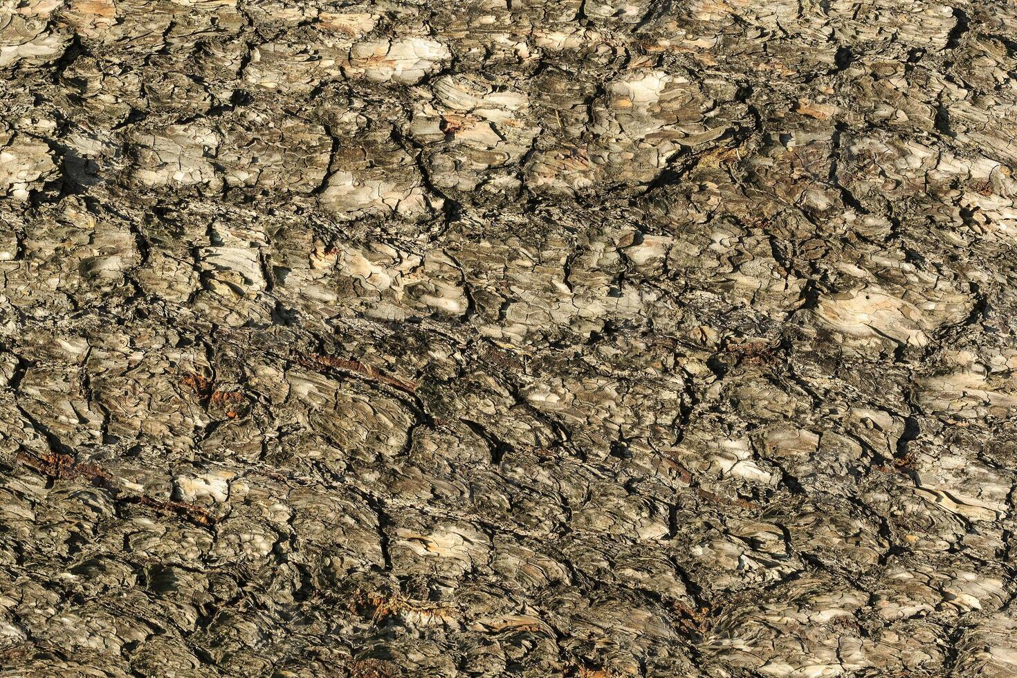 the bark of pine tree texture photo