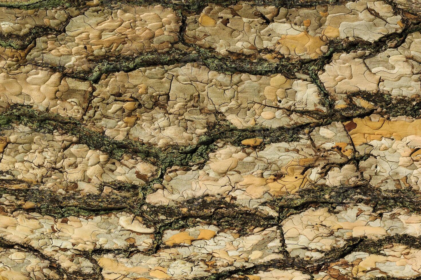the bark of pine tree texture photo