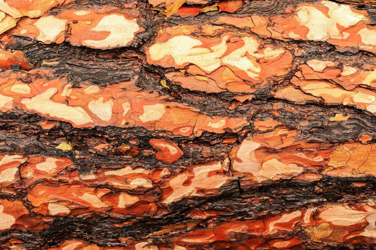 the bark of pine tree photo