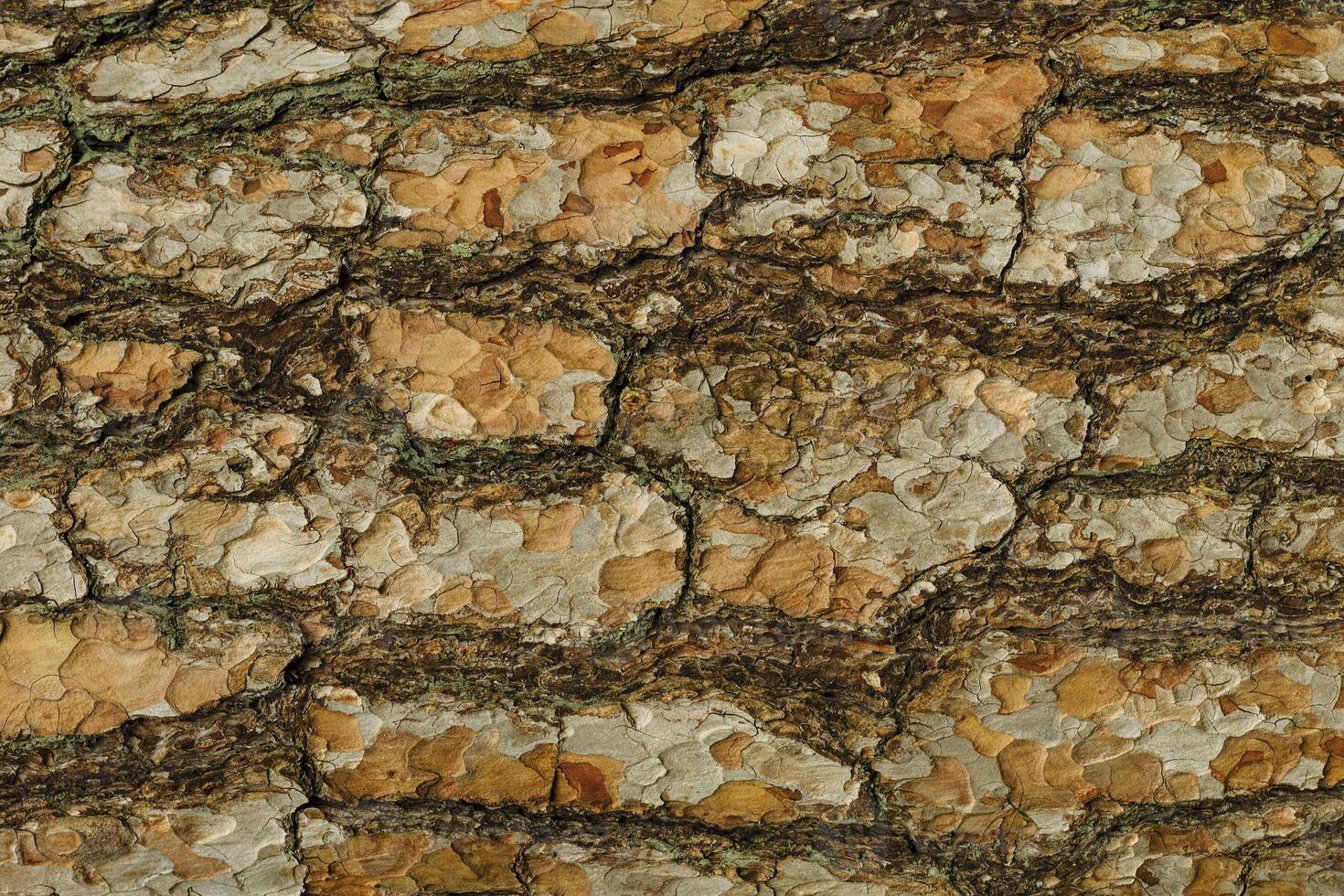 the bark of pine tree texture photo