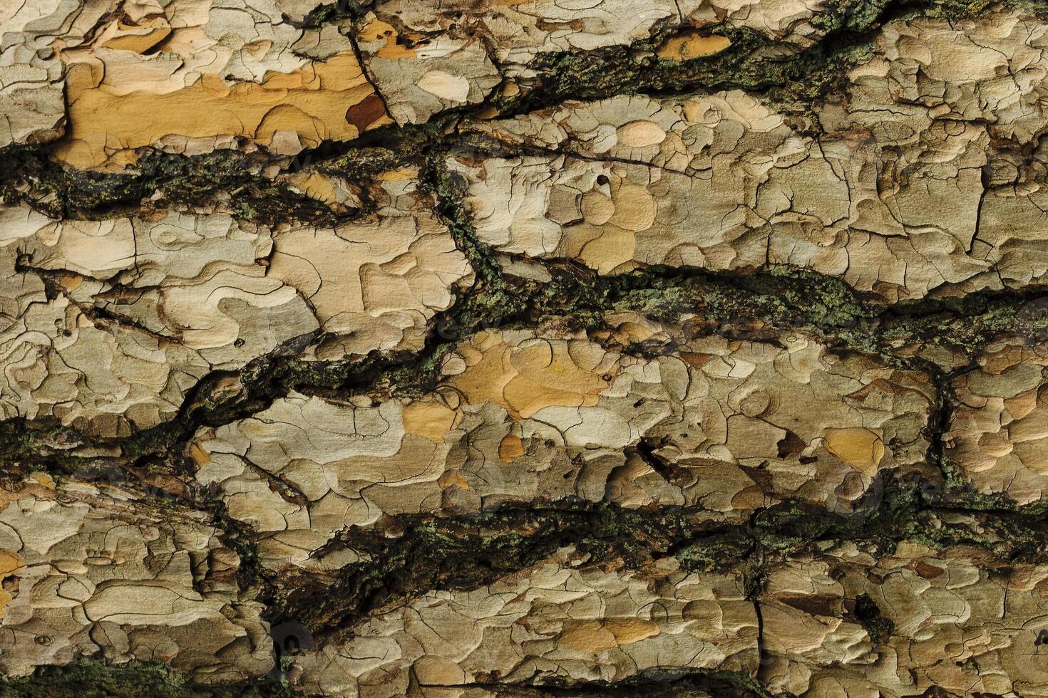 the bark of pine tree texture photo