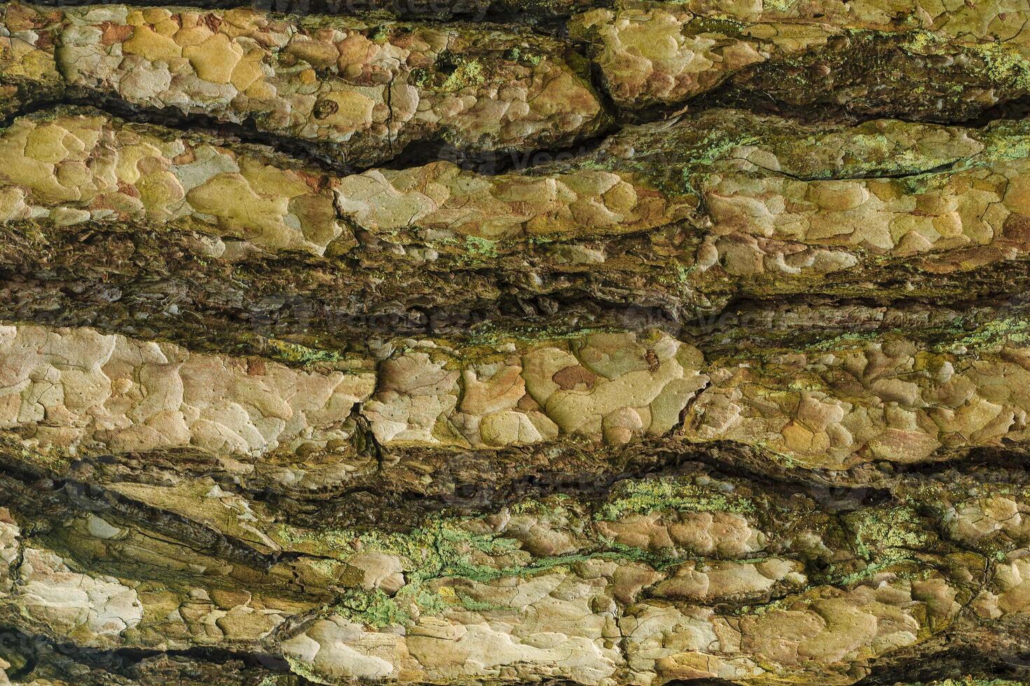 the bark of pine tree texture photo
