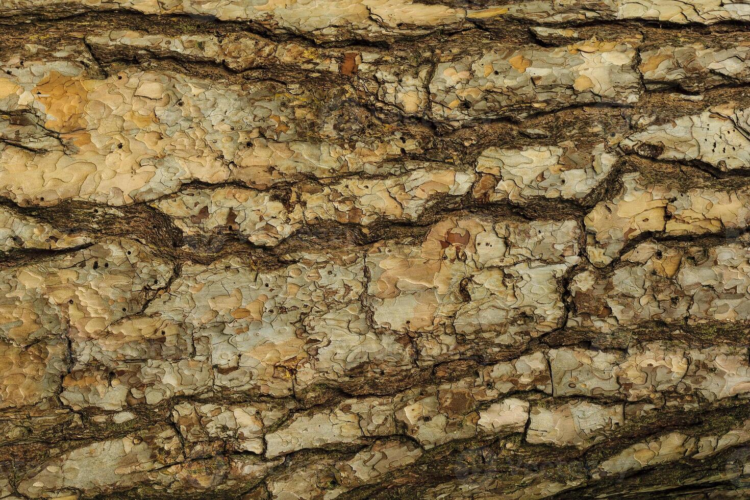 the bark of pine tree texture photo