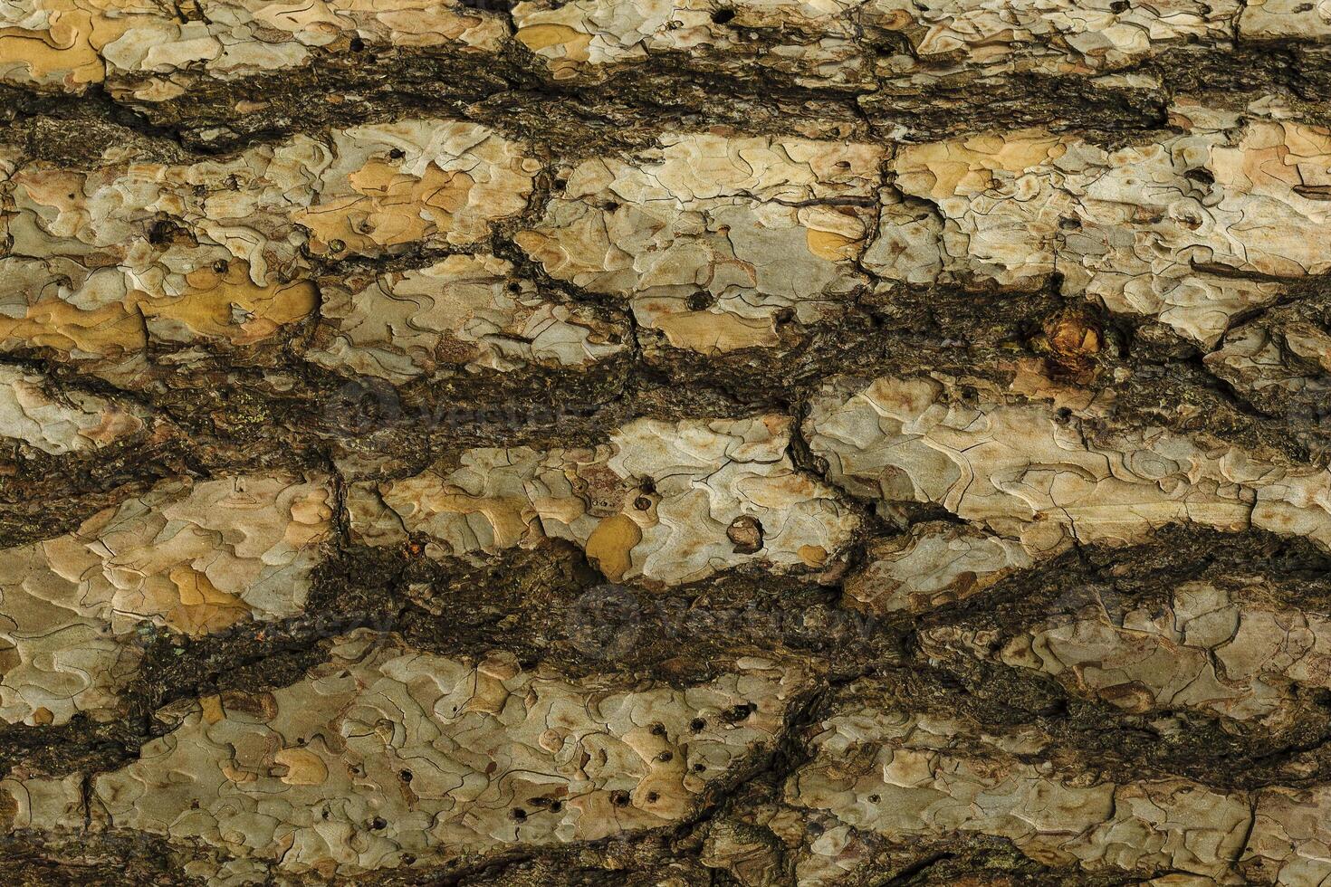 the bark of pine tree texture photo
