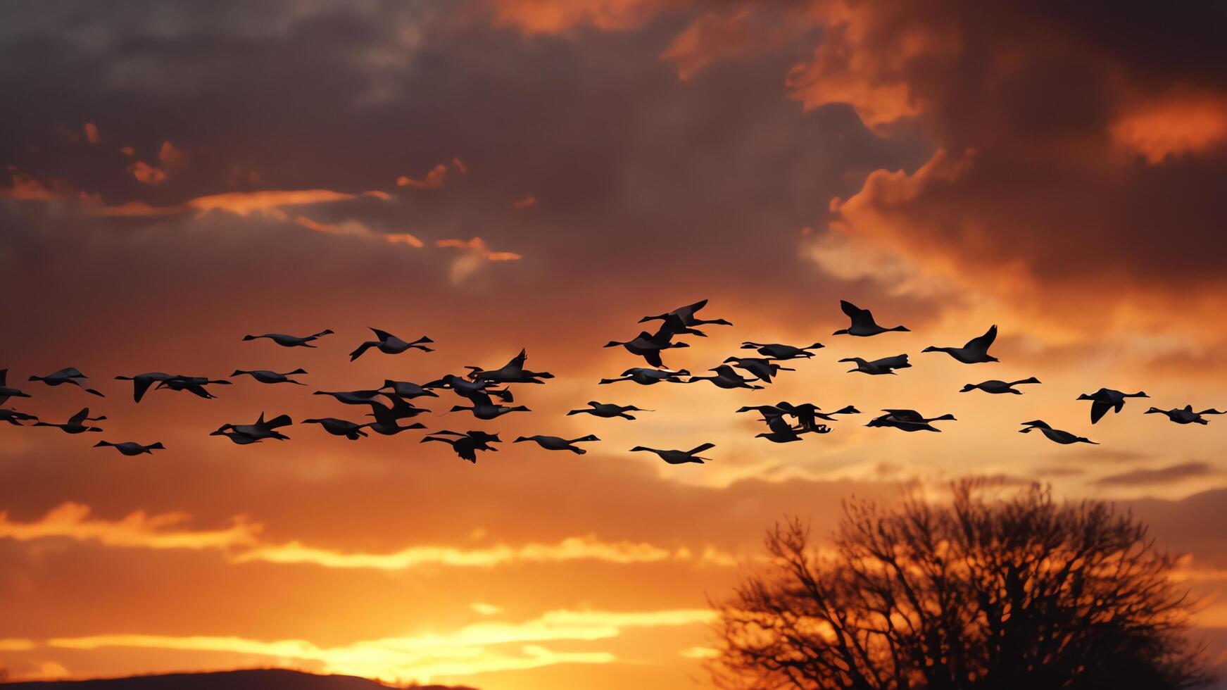 a flock of birds flying in the sky at sunset photo