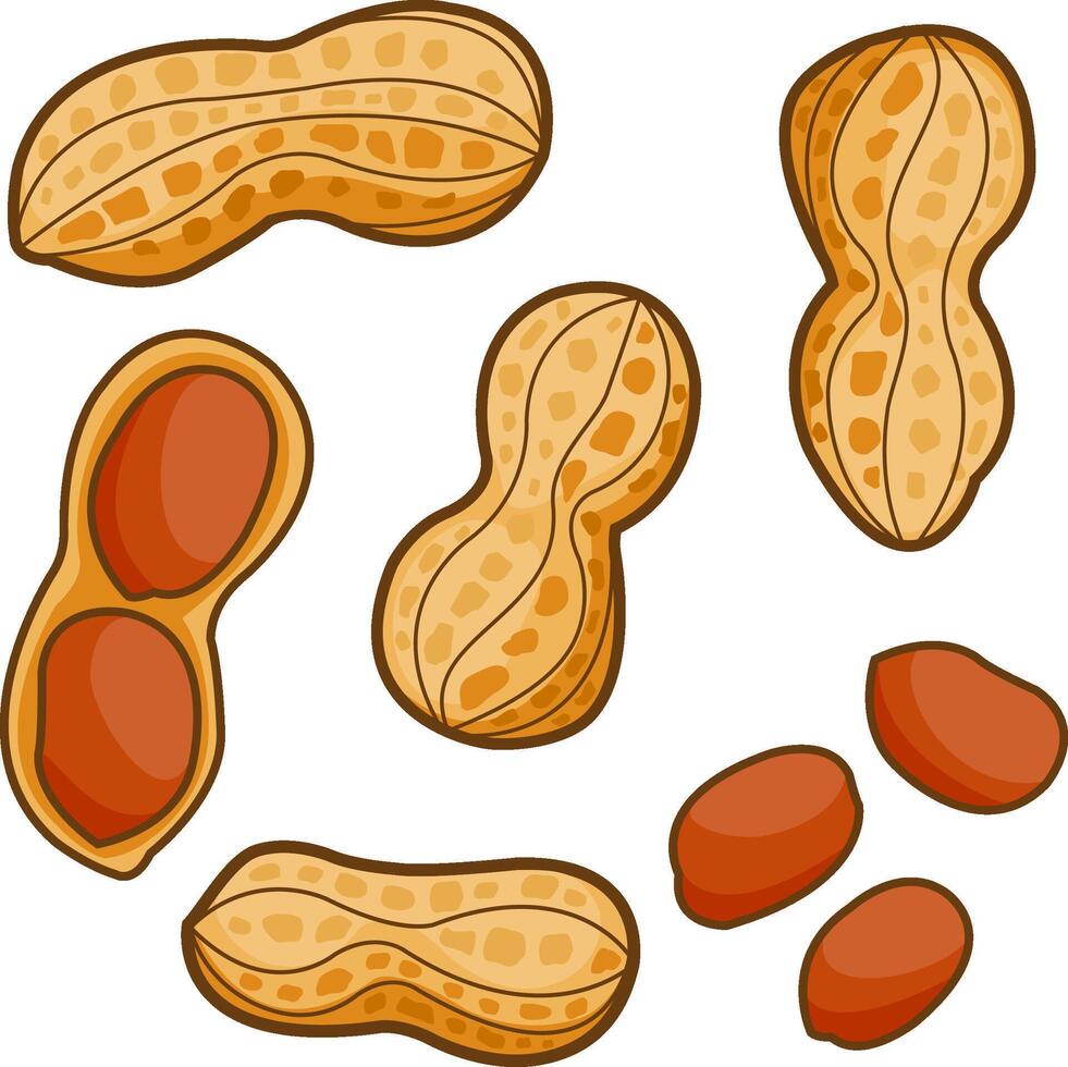 Set of peanuts. Whole and peeled peanuts, isolated on white background. vector