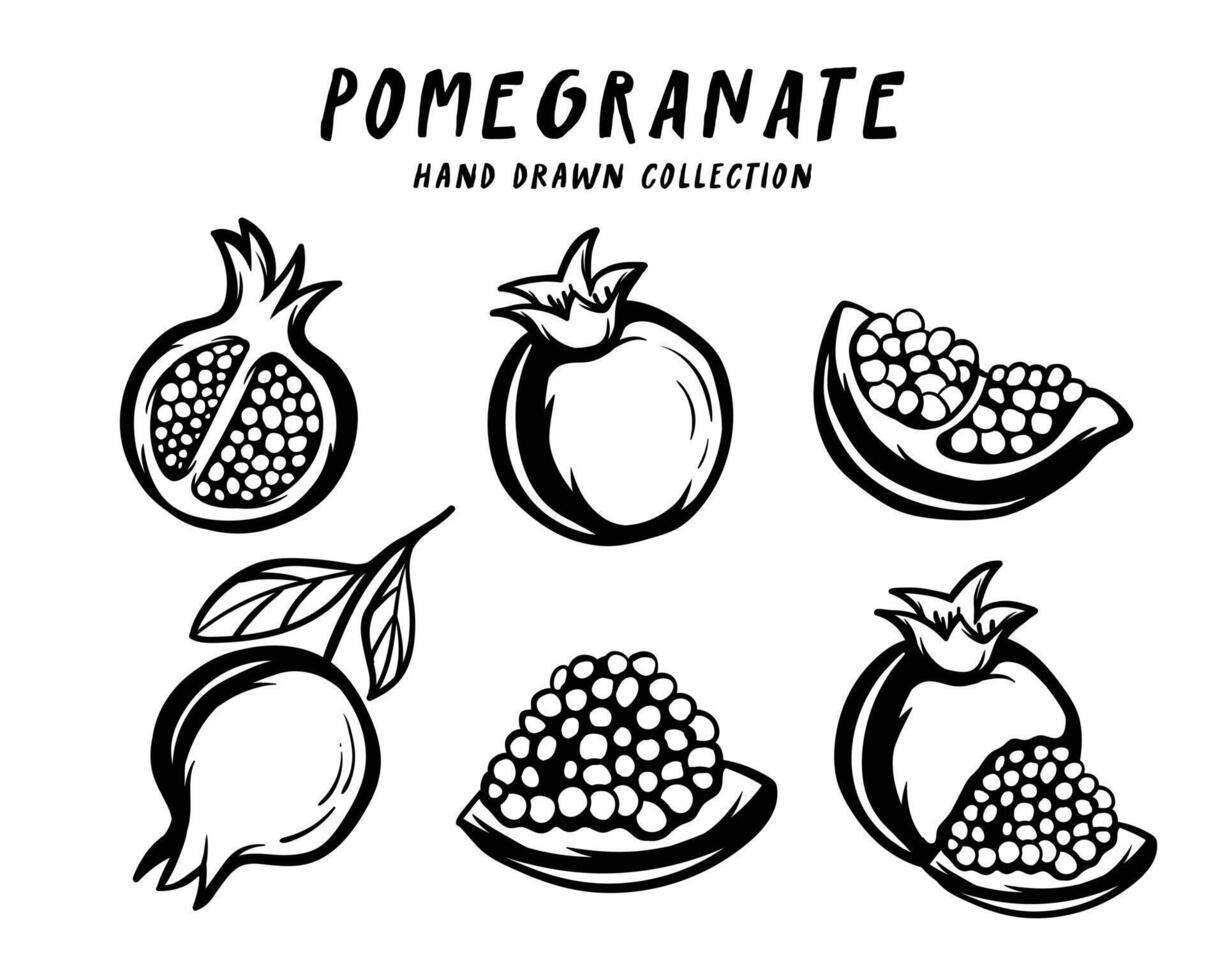 Pomegranate fruit hand drawn concept on white background vector