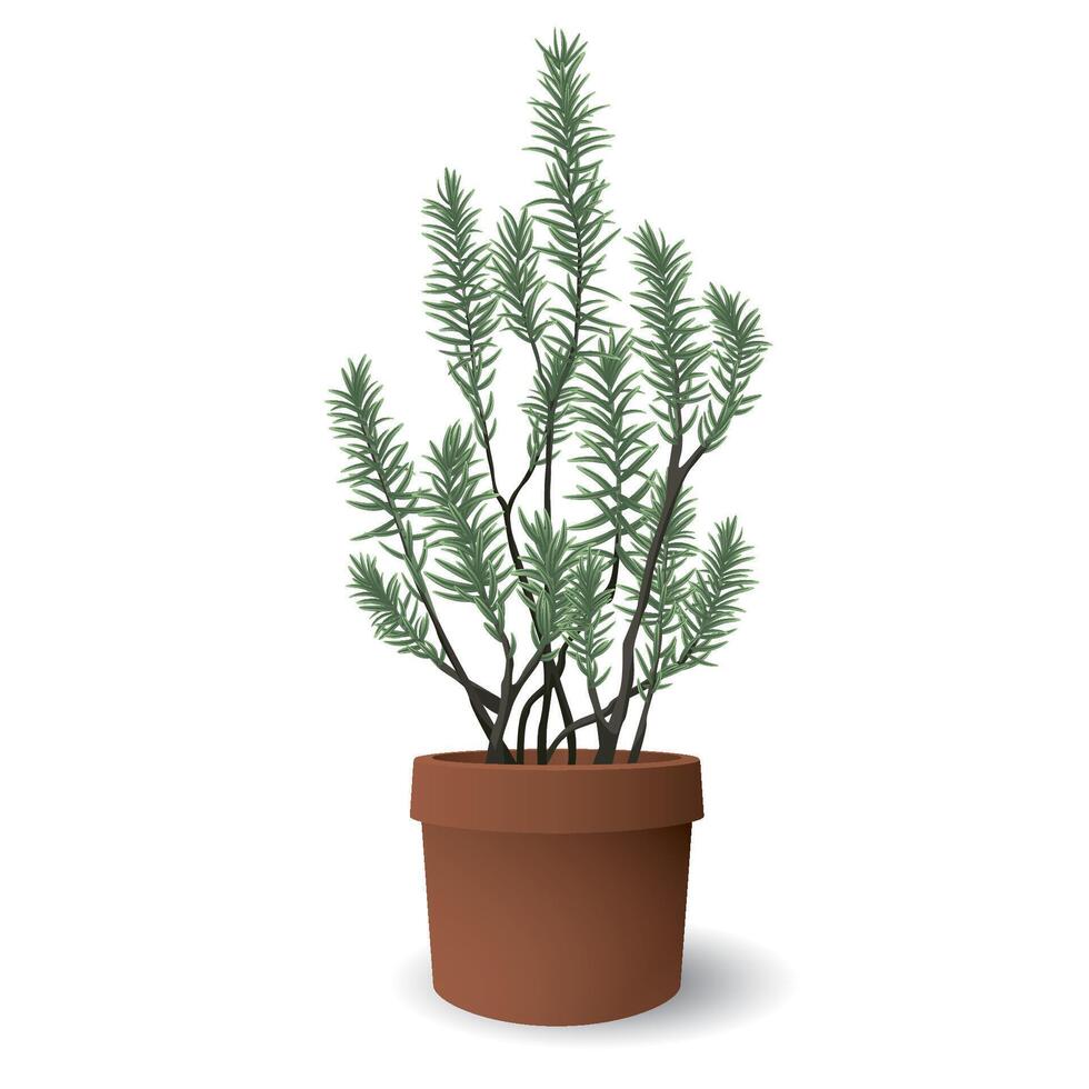 Rosemary in terracotta pot side view isolated graphic illustrated on white background. vector