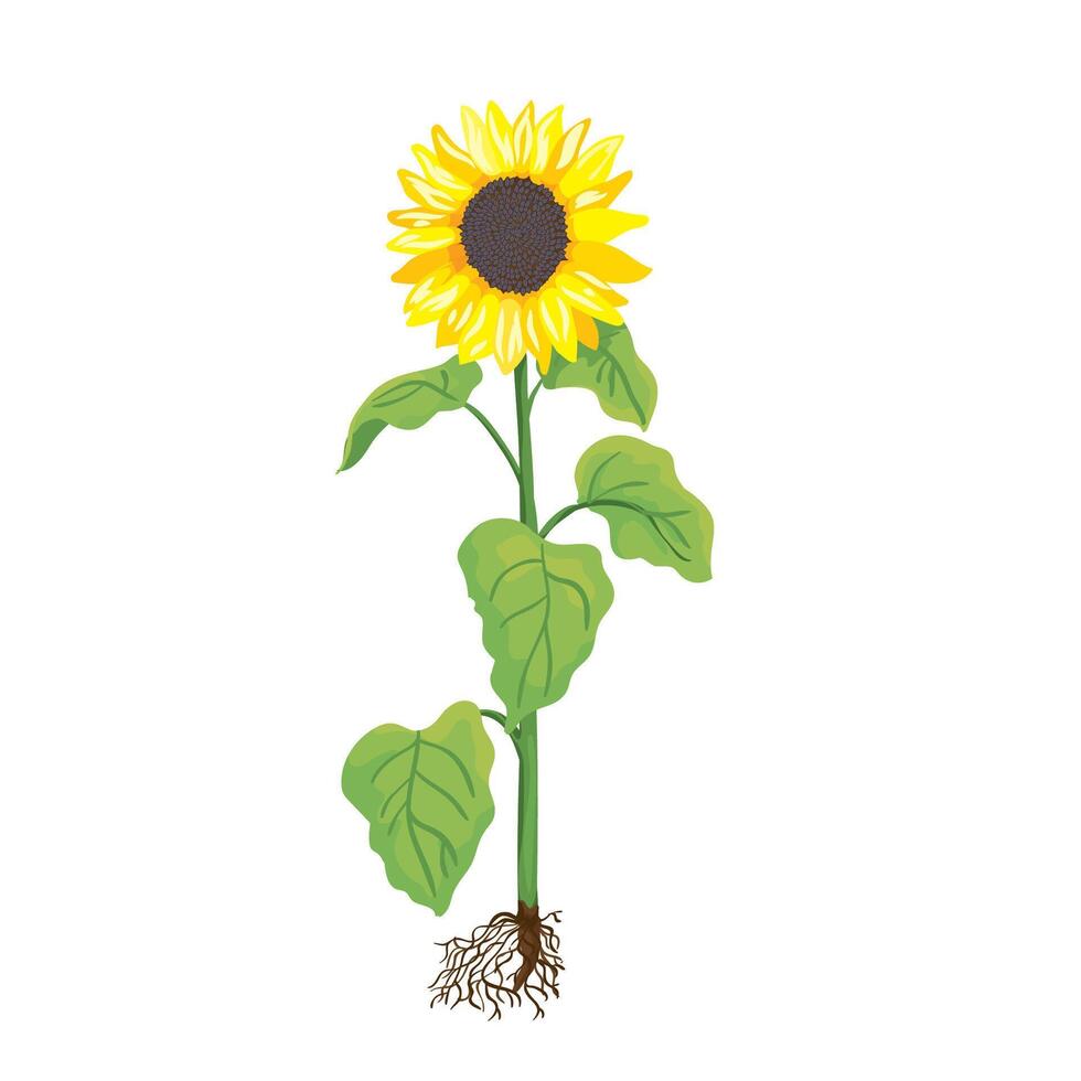 Botanic illustration of large yellow sunflower isolated vector