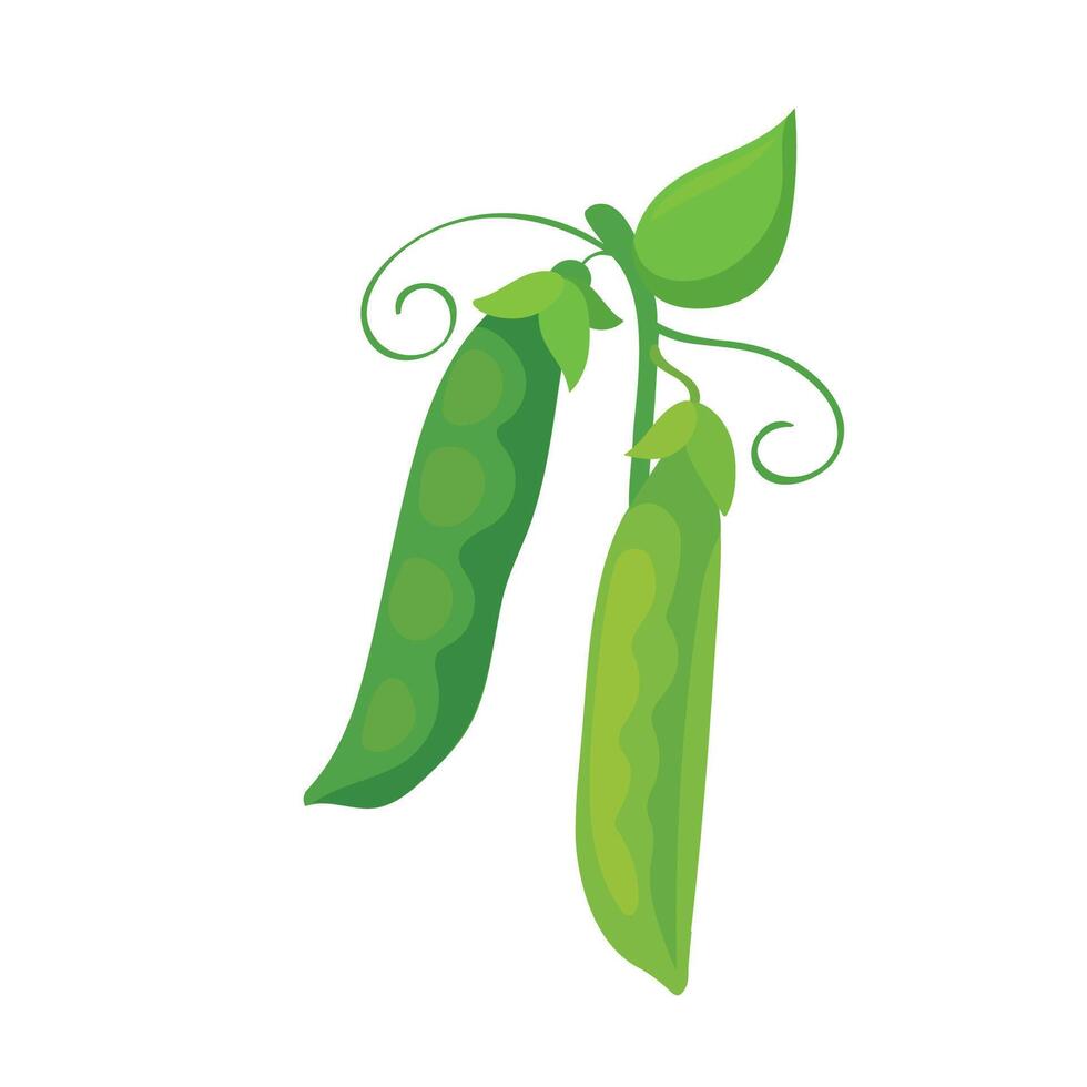 Botanic illustration of green pea vegetable isolated vector
