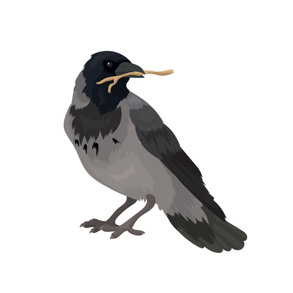 Hooded crow holds small branch in beak vector
