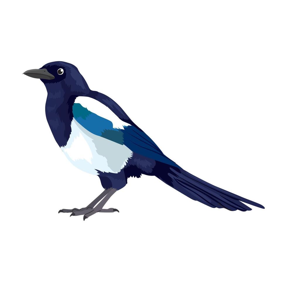 Large beautiful magpie sitting on white background vector