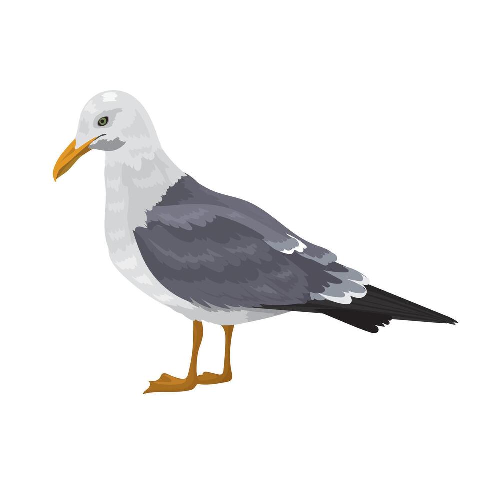 Large wild seagull stands on white background vector