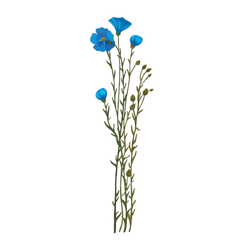 Botanic illustration tall branches of blue flax vector