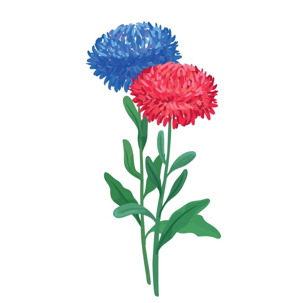 Botanic illustration of blue and red aster vector