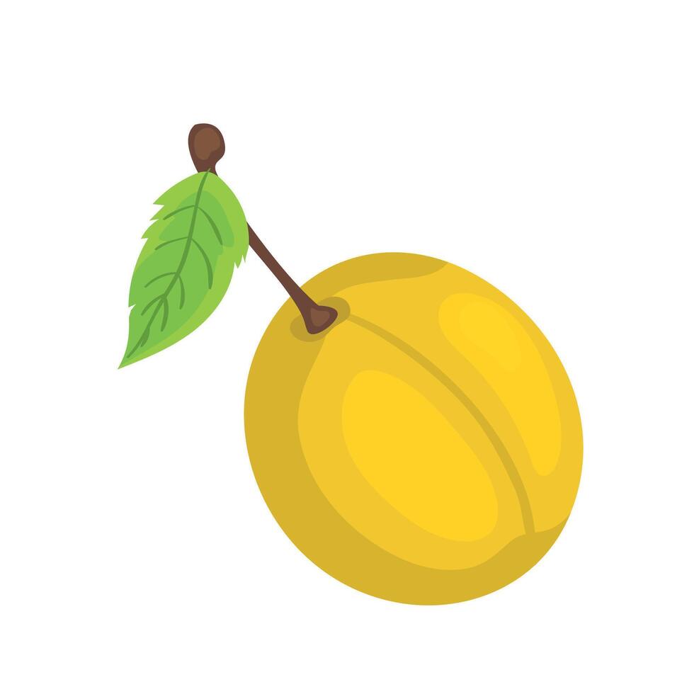 Botanic illustration fruit of yellow big plum vector