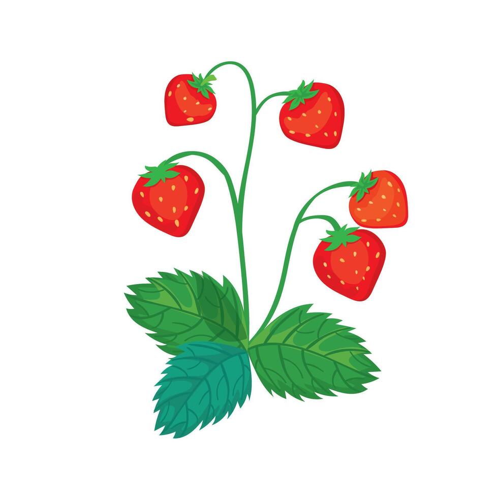 Botanic illustration of wild strawberry bush isolated vector