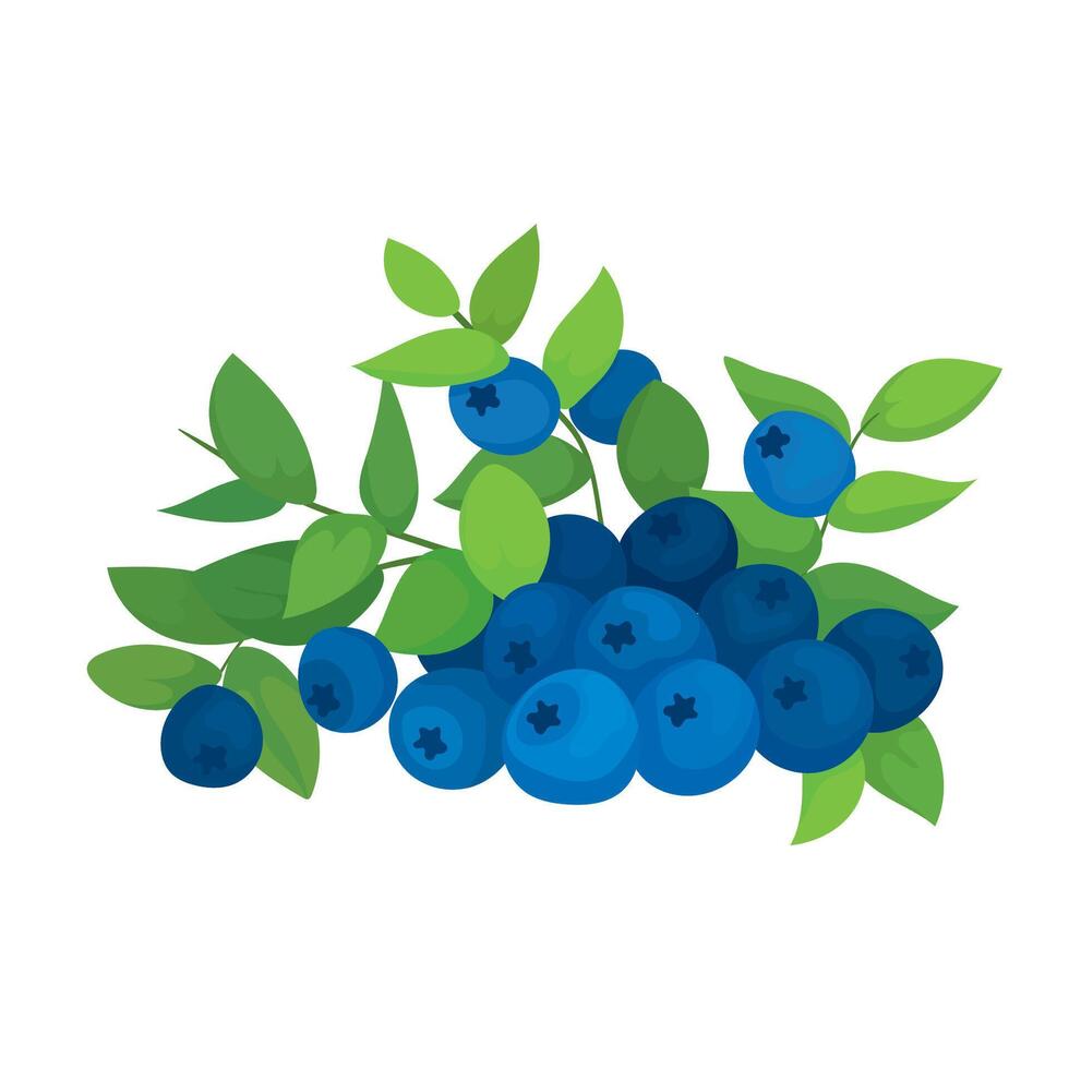 Botanic illustration of blueberry branch with leaves vector