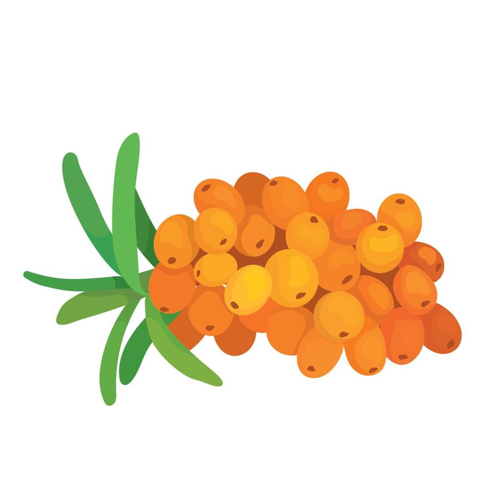 Botanic illustration of orange sea buckthorn branch vector